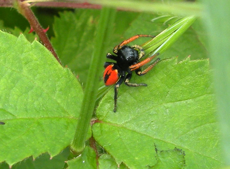 Philaeus chrysops